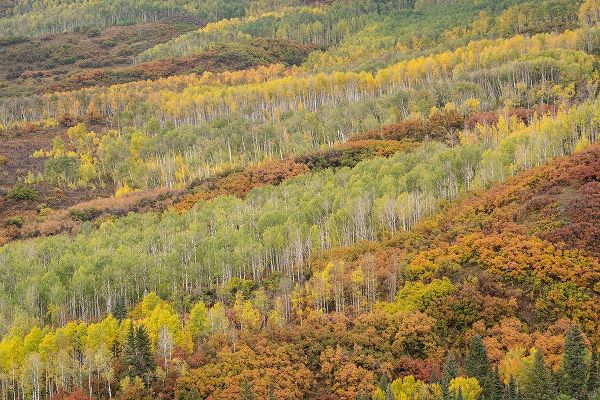 Jaynes Gallery 아티스트의 USA-Colorado-Uncompahgre National Forest Autumn-colored forest작품입니다.
